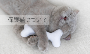 保護猫について