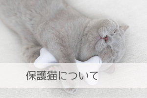 保護猫について
