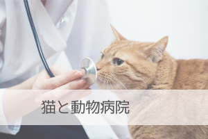猫と動物病院