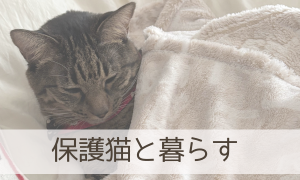 保護猫と暮らす