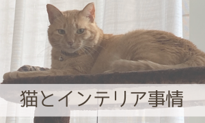 猫とインテリア事情