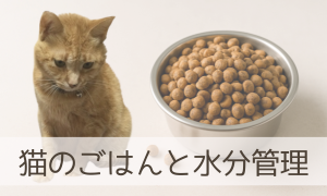猫のごはんと水分管理