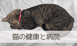 猫の健康と病院