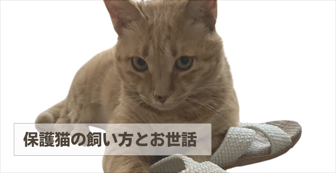 はじめての保護猫でも安心！飼い方・お世話の基本ガイド