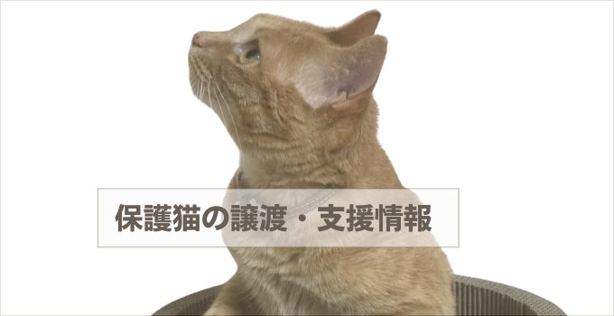 保護猫の譲渡・支援情報まとめ｜信頼できる団体と活動紹介