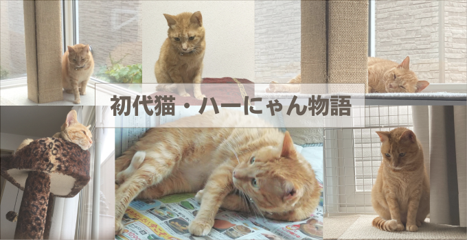 初代保護猫ハーにゃんの物語｜出会いから別れまで