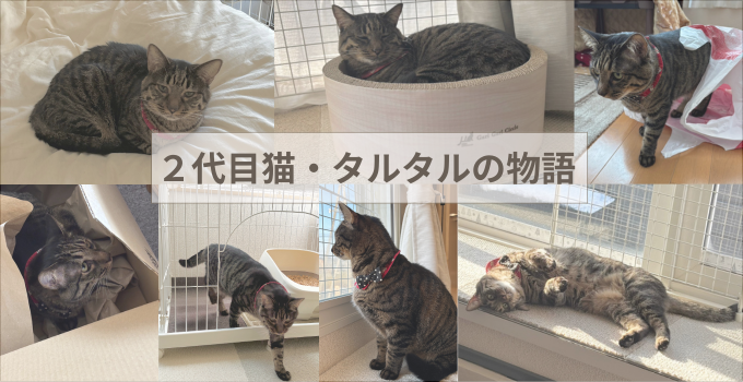 2代目保護猫タルタルの物語｜温室育ちの猫との暮らし