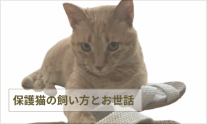 保護猫の飼い方とお世話