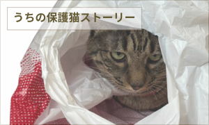 うちの保護猫ストーリー