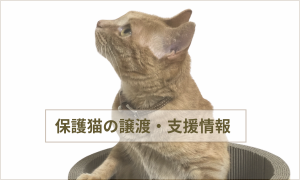 保護猫の譲渡・支援情報