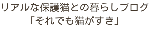 リアルな保護猫との暮らしブログ「それでも猫がすき」